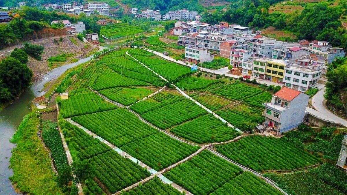 大竹园富硒茶