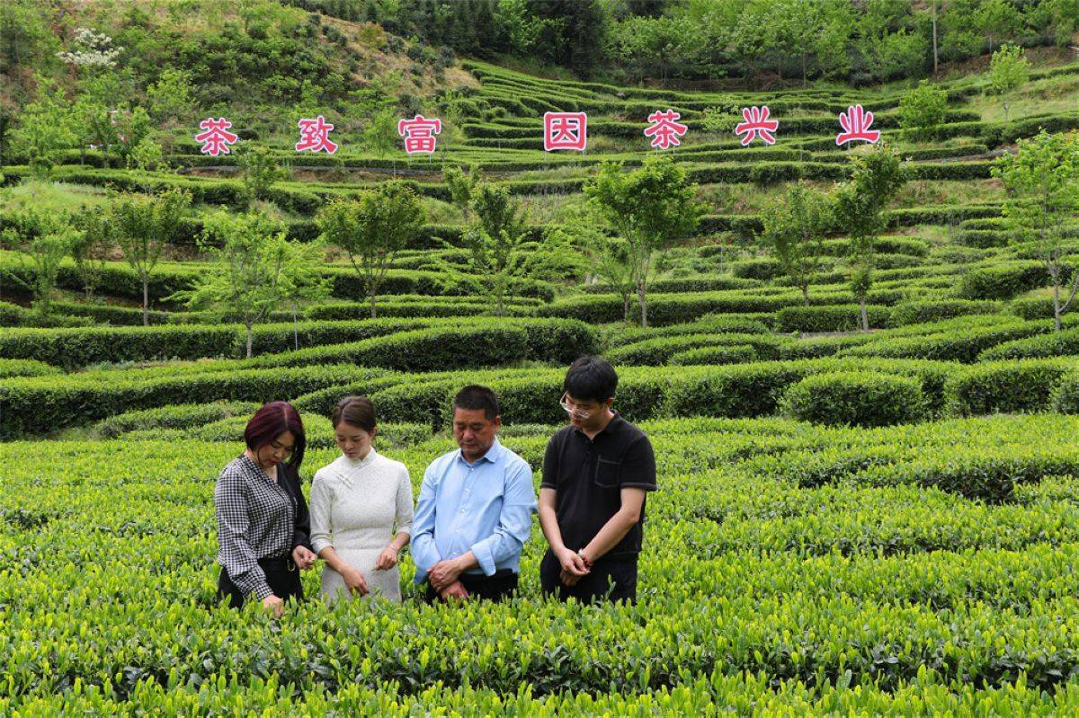 大竹园富硒茶