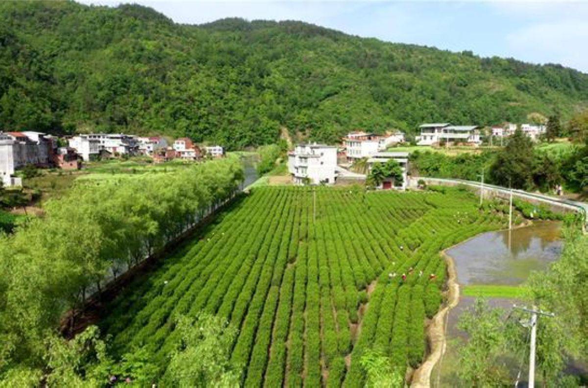 大竹园富硒茶