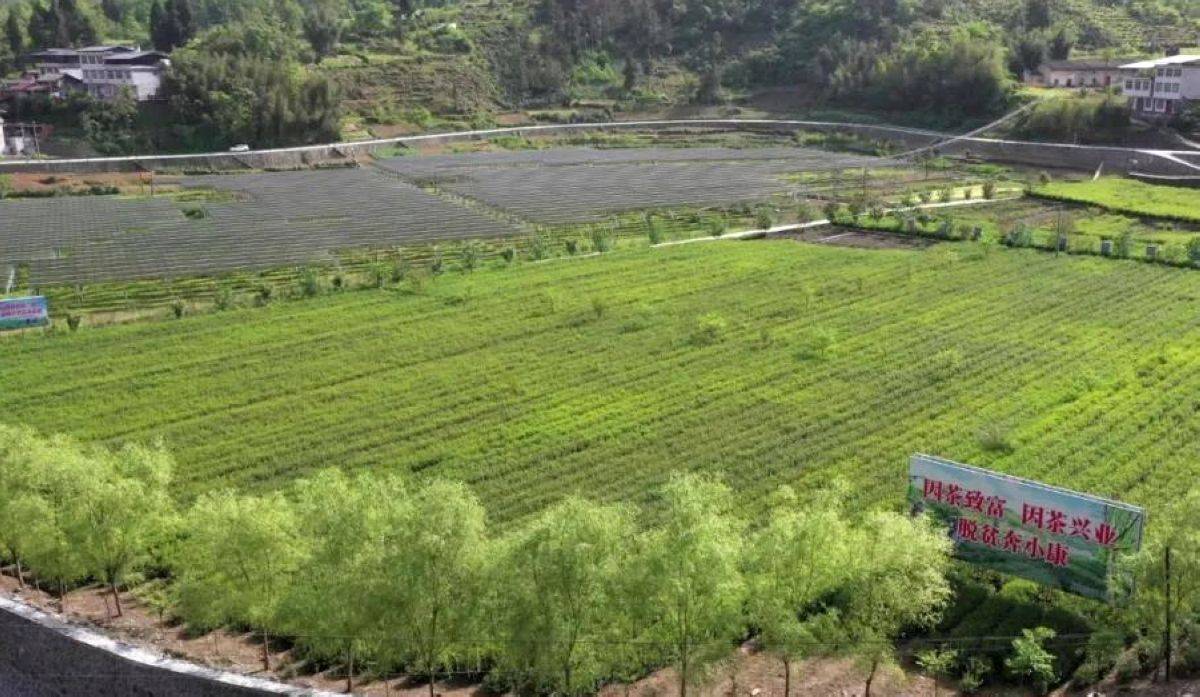 大竹园富硒茶