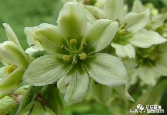 小分子富硒茶
