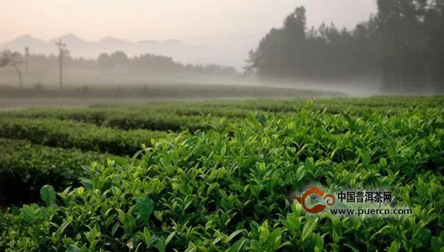 凤冈锌硒茶