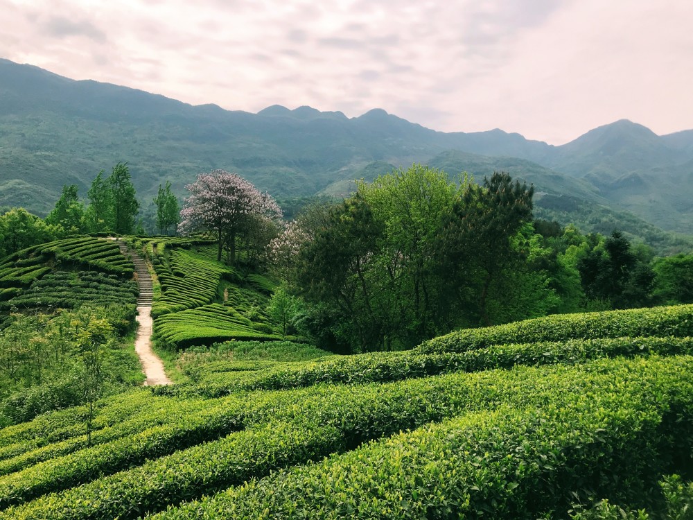 汉中有富硒茶
