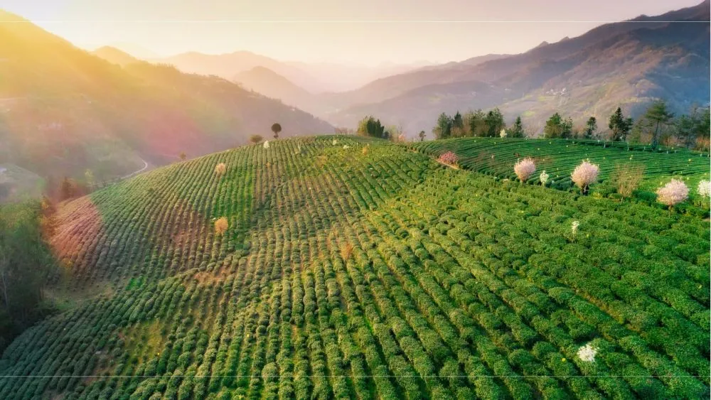 汉中有富硒茶
