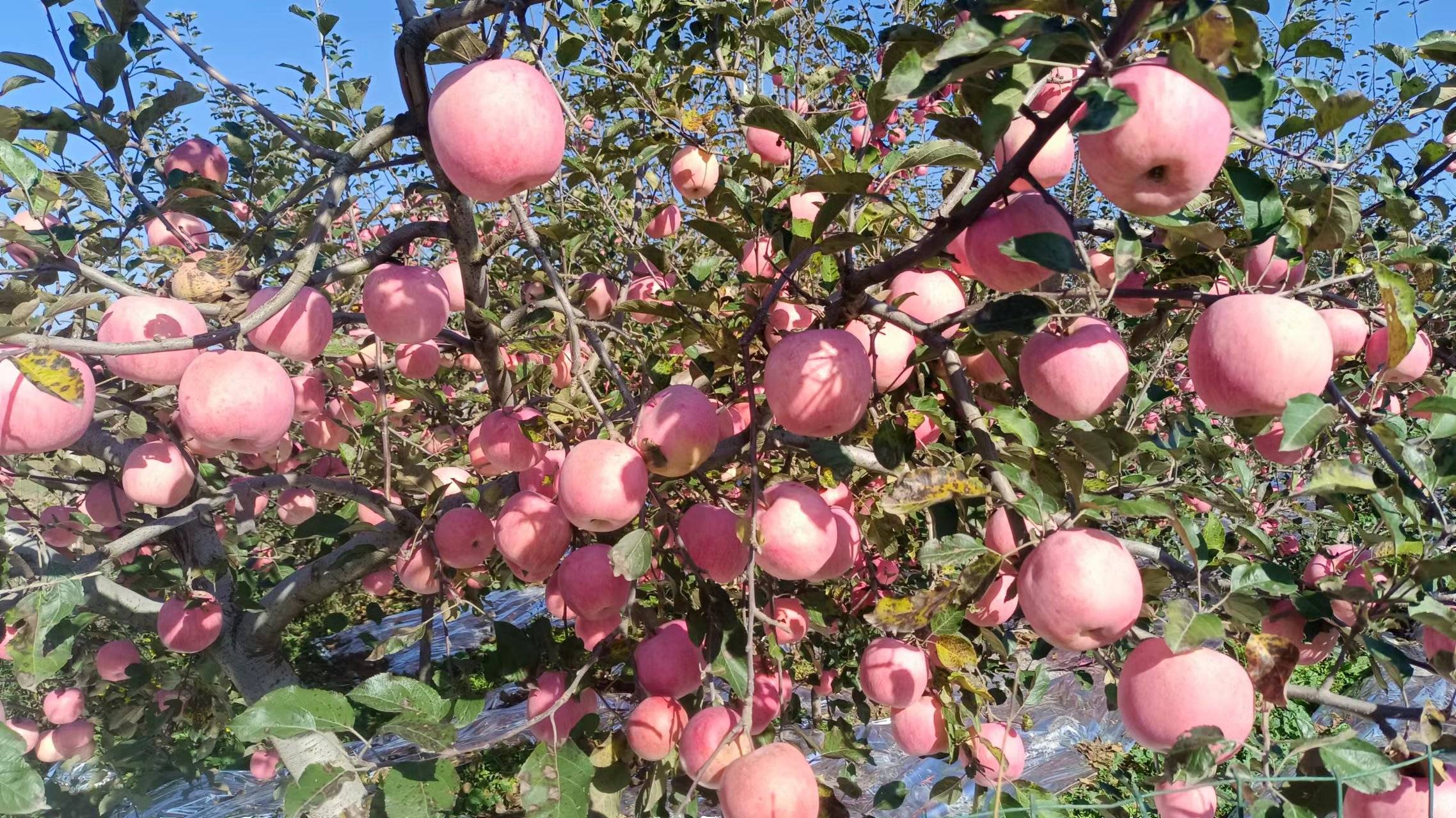 咸阳富硒茶镇