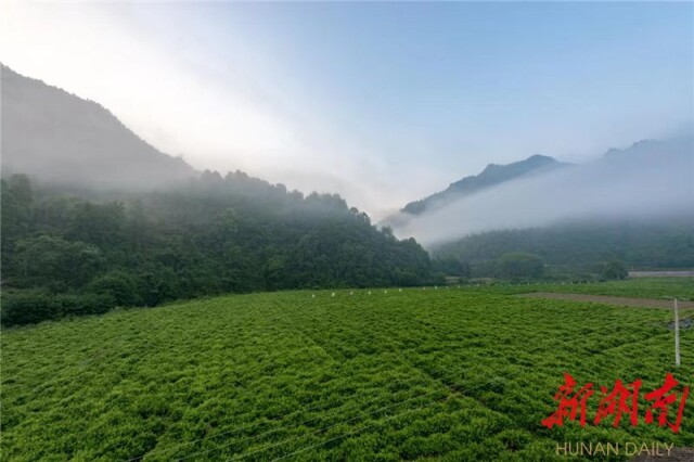 正宗富硒莓茶