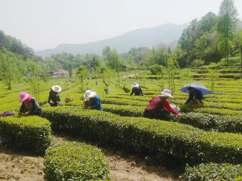 湖北富硒黑茶