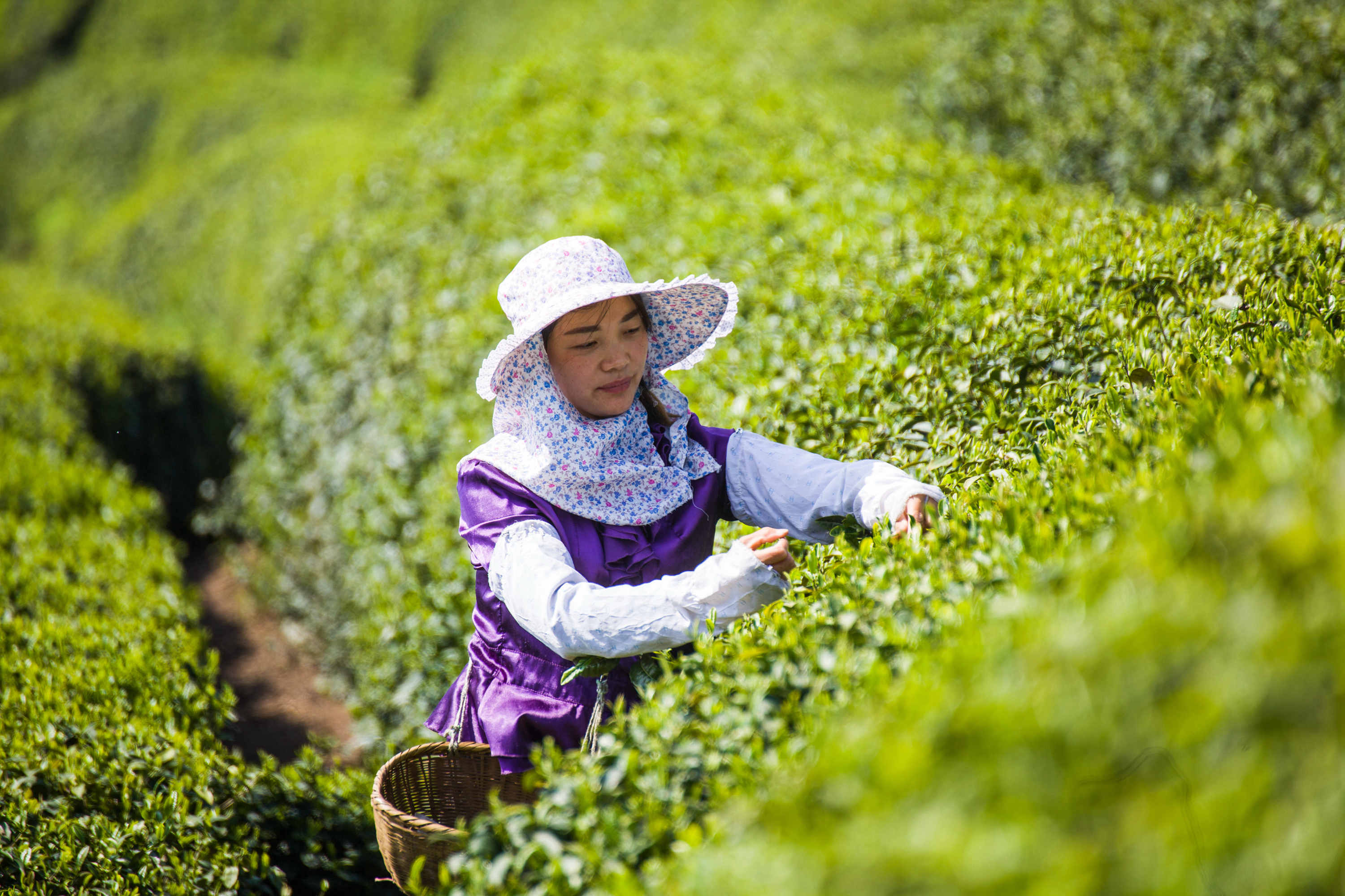 湖北富硒黑茶