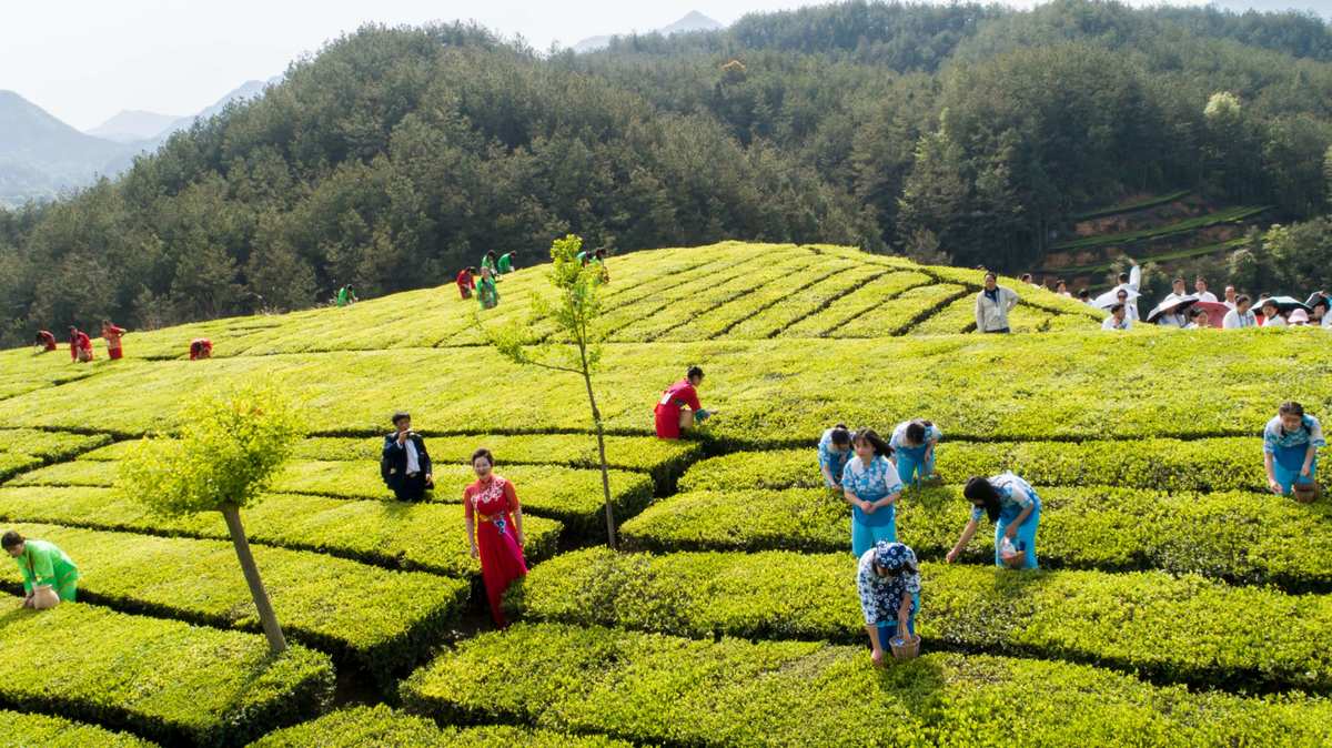 湖北富硒黑茶