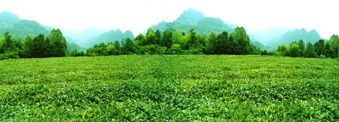 纯天然富硒茶