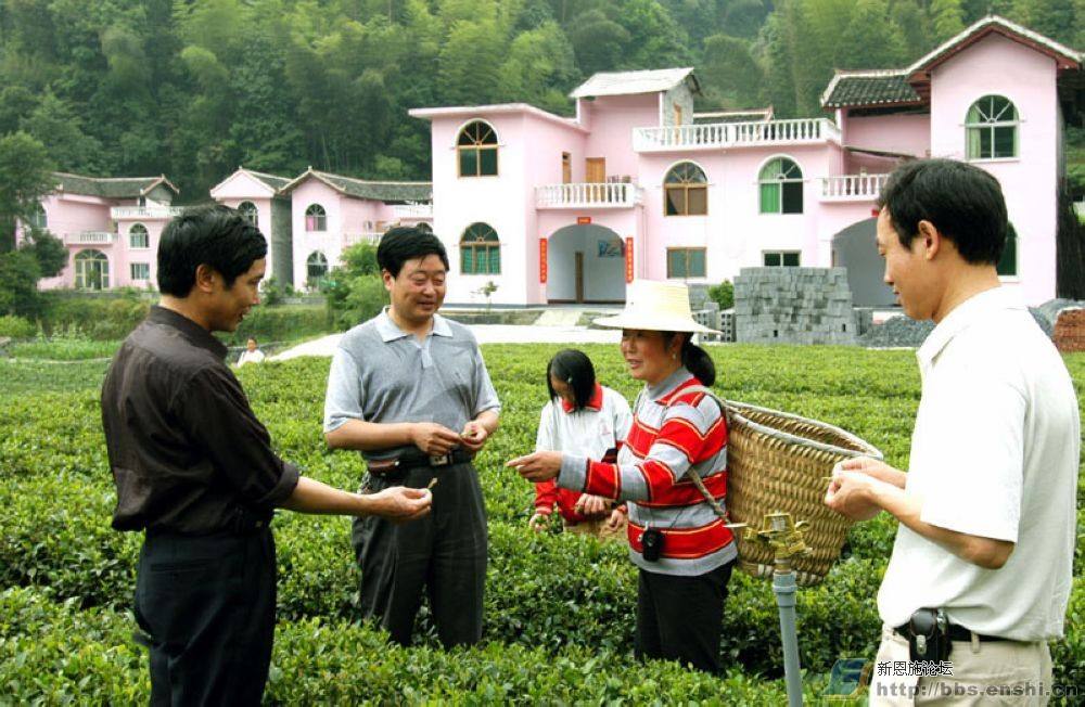 纯天然富硒茶