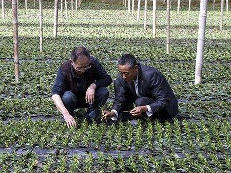 纯天然富硒茶