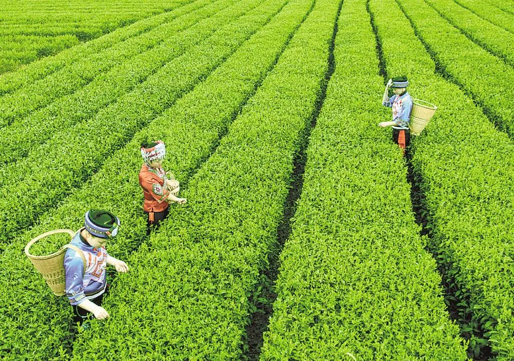 武陵山富硒茶
