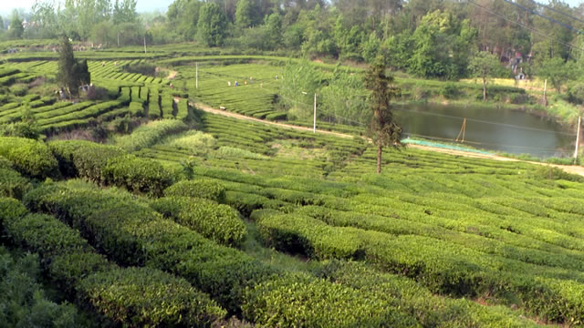 贵州富硒贡茶