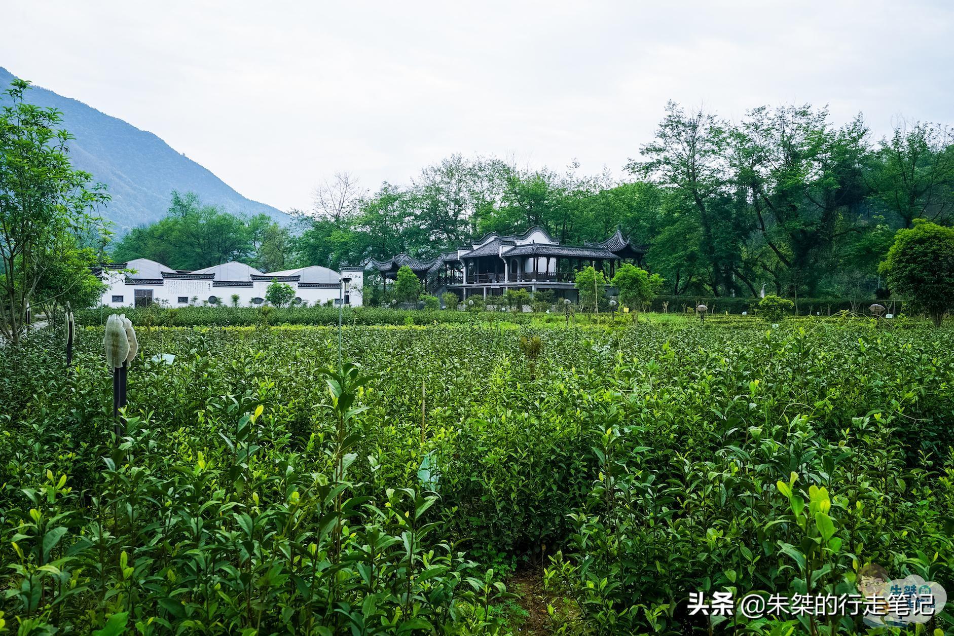 云南富硒茶乡