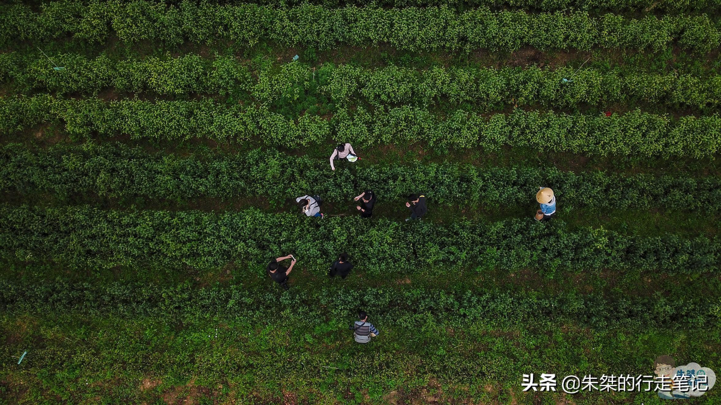 云南富硒茶乡