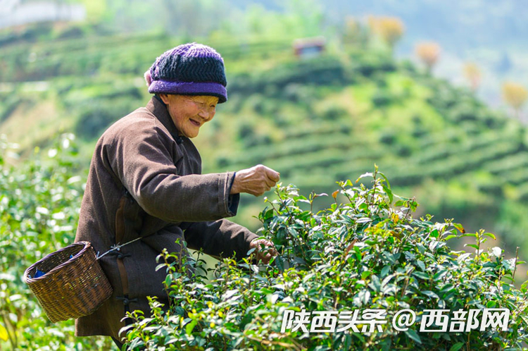 安康的富硒茶