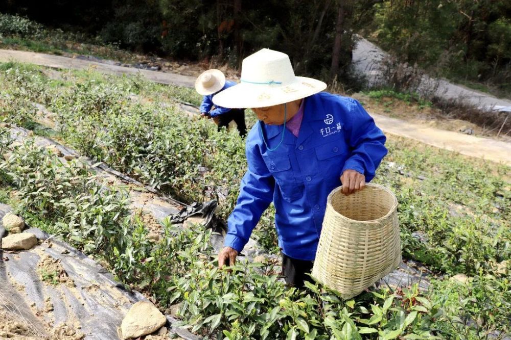 富硒茶配什么