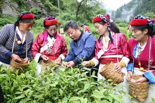 富硒茶配什么