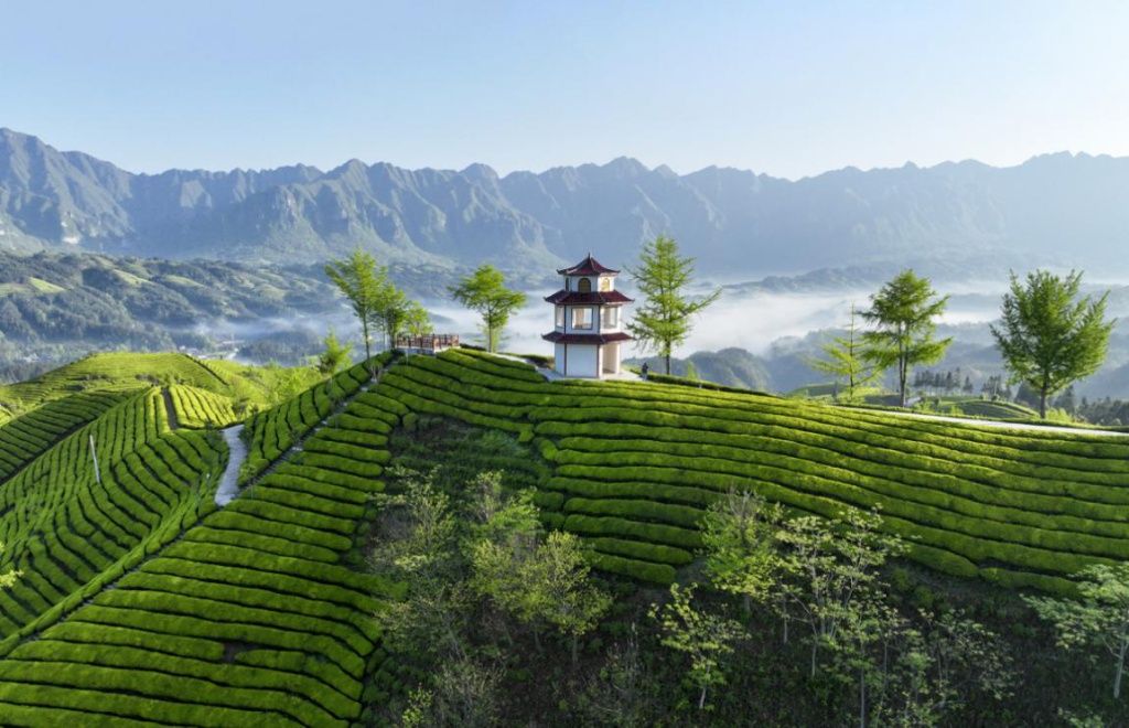 富硒黄金叶茶