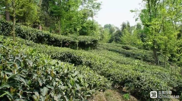 富硒茶真的吗