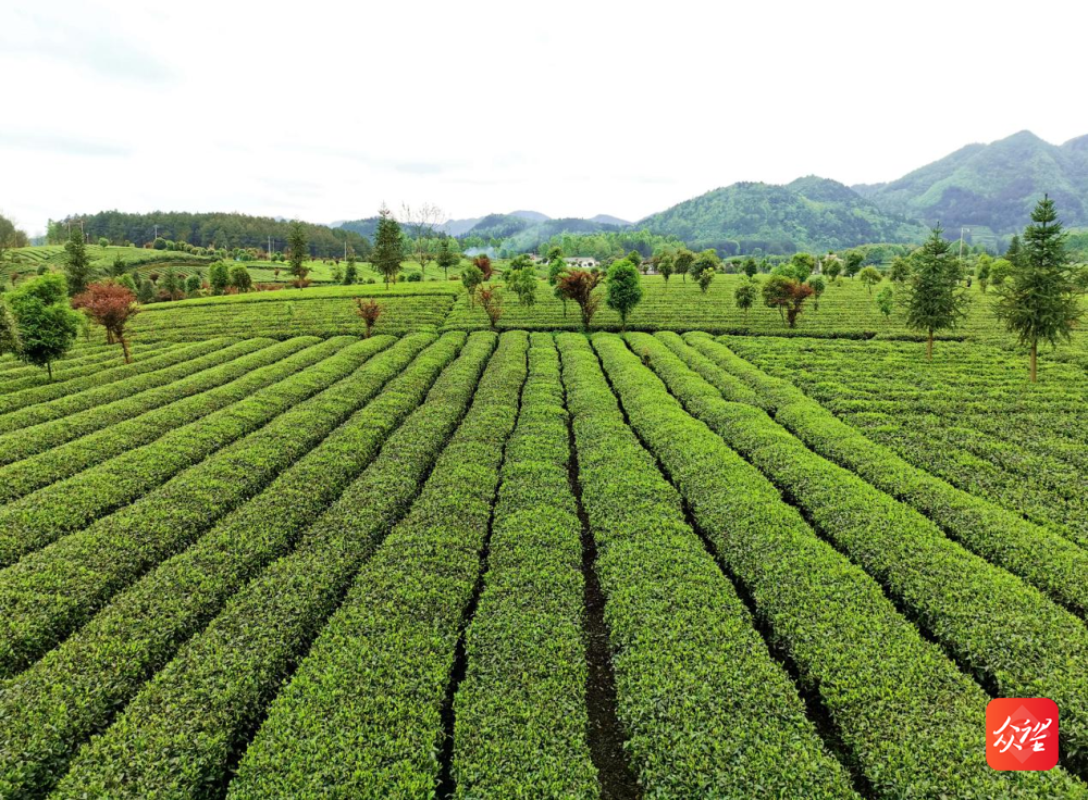 曲阜富锌硒茶