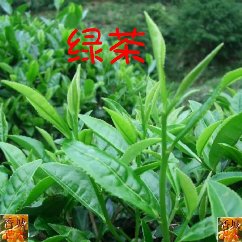 高州富锌硒茶