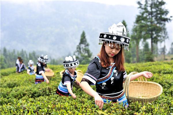 湖北富硒黑茶