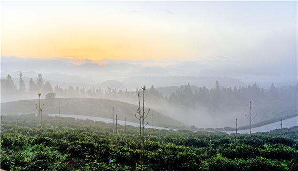 湖北富硒黑茶