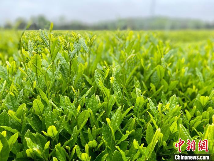 富硒茶的销售