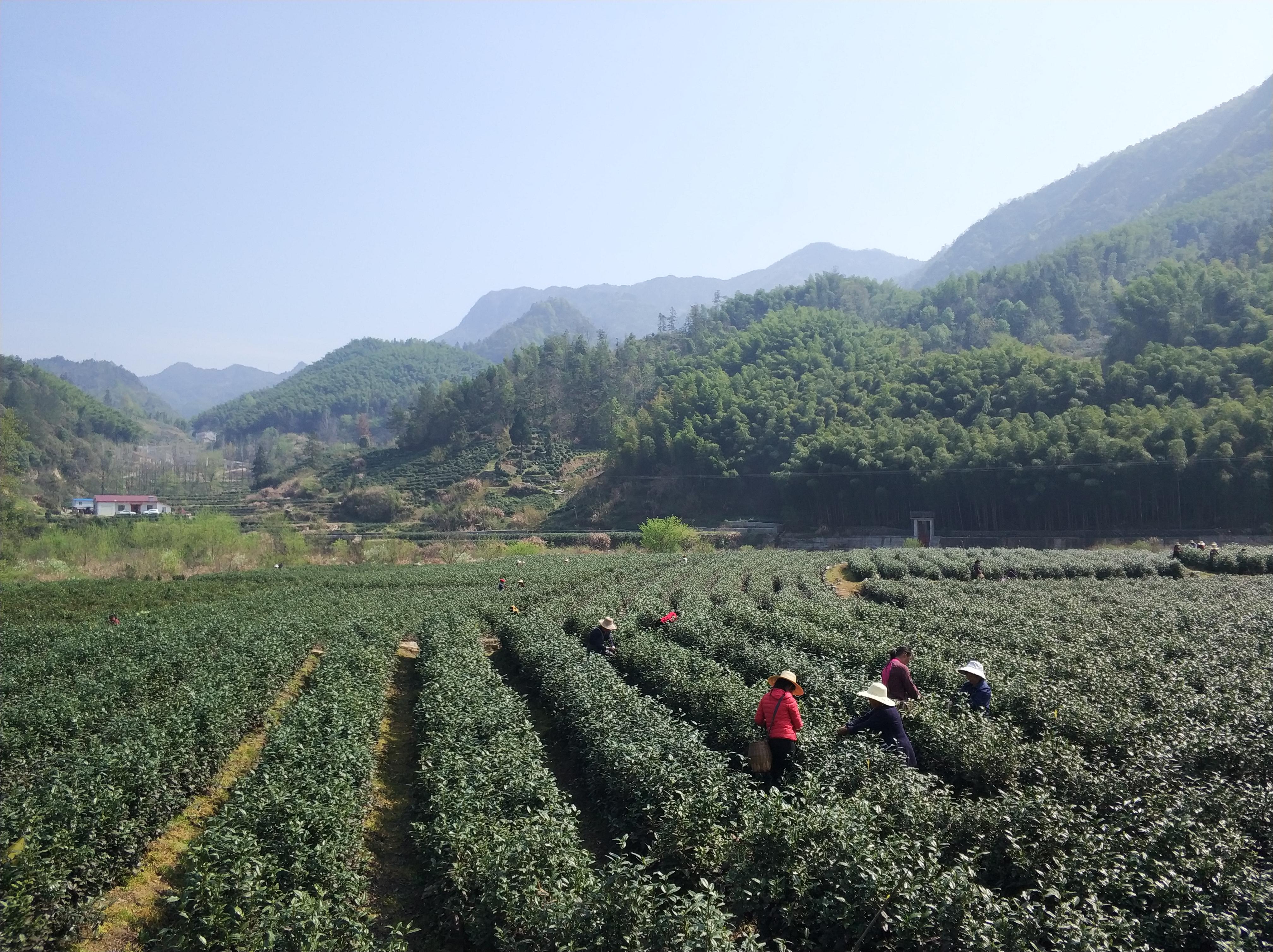 富硒铁观音茶