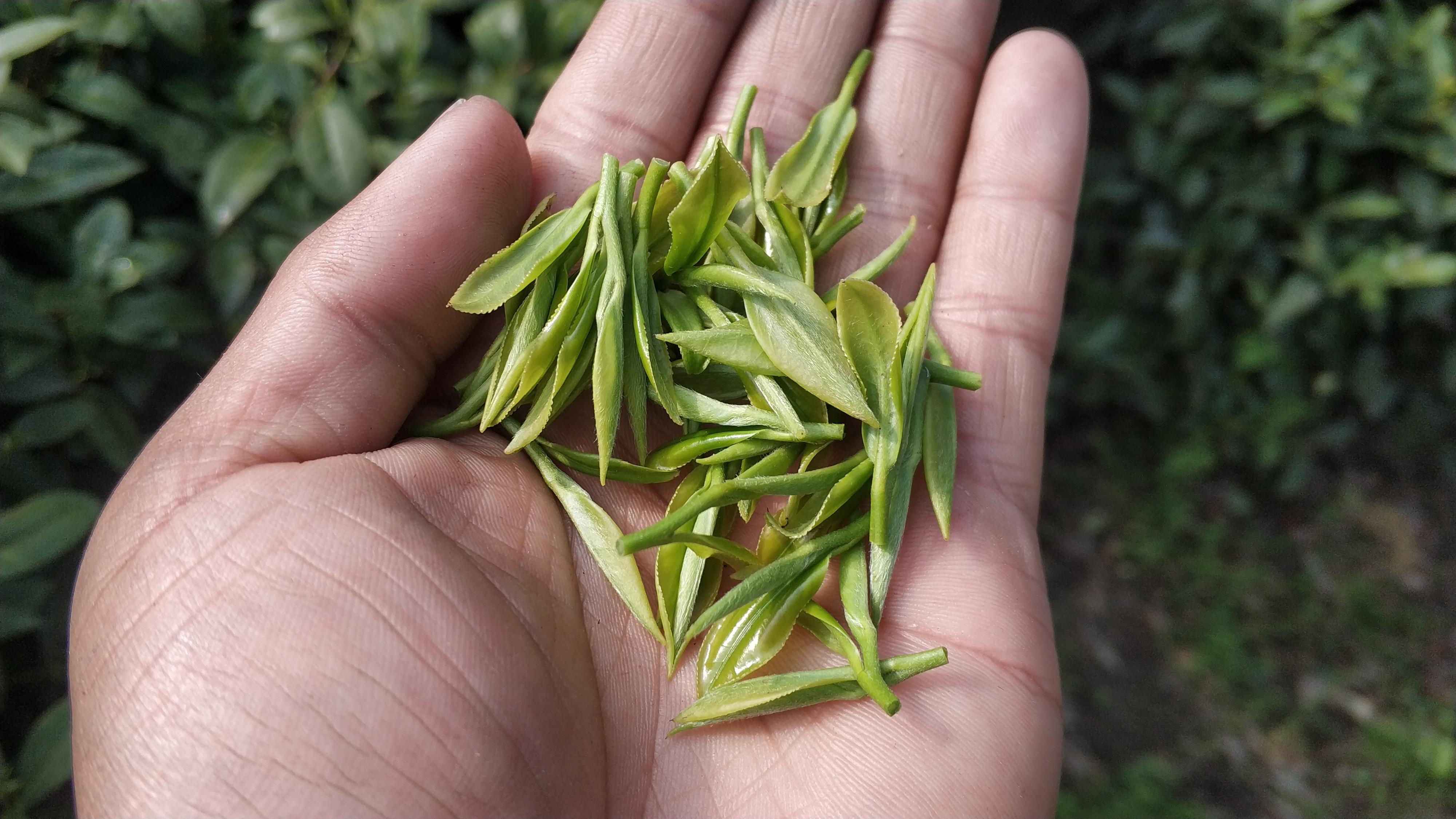 富硒铁观音茶