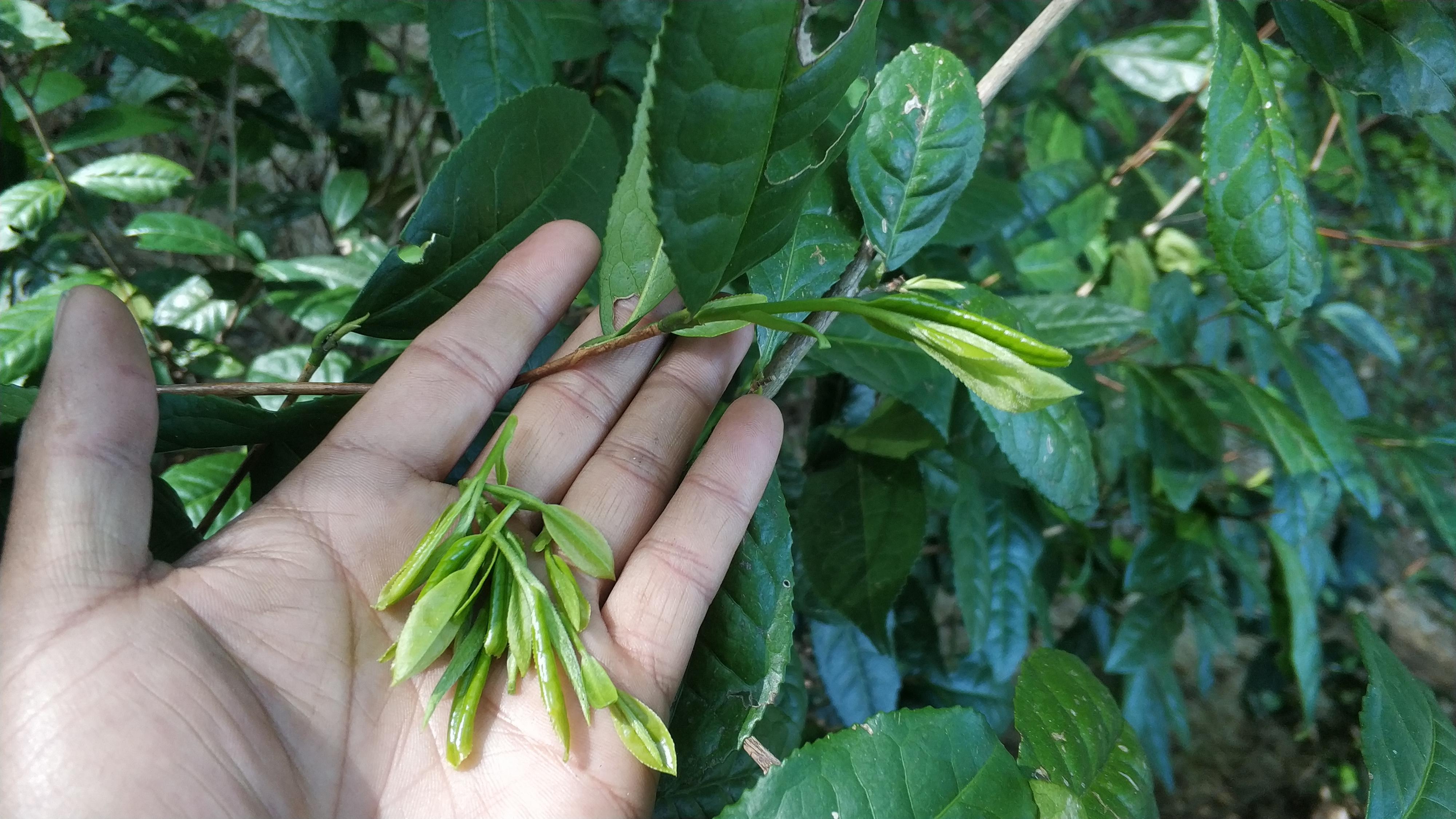 富硒铁观音茶
