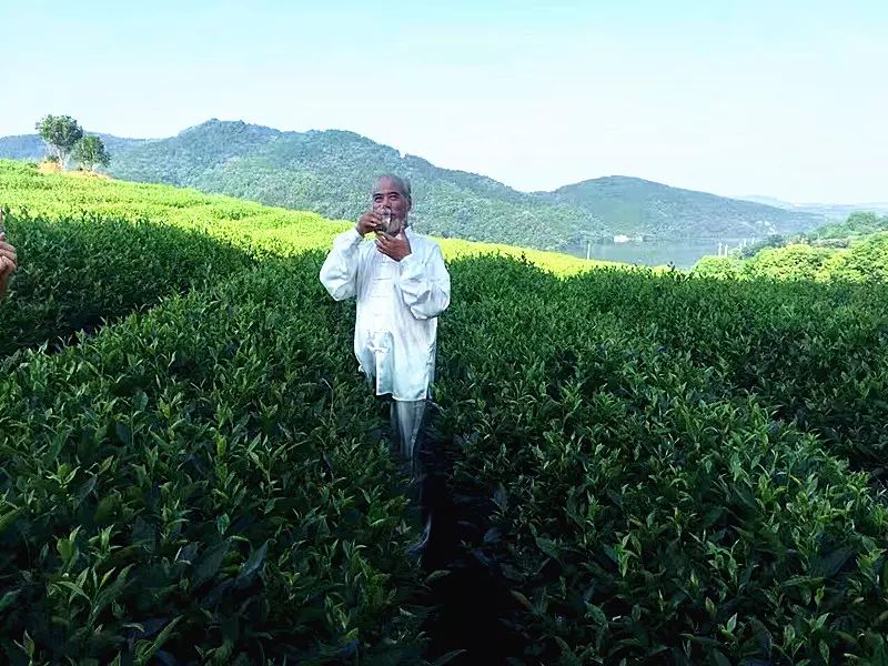恩施富硒土茶