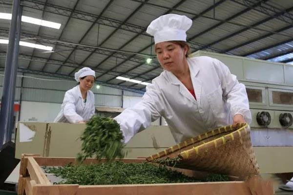 仁怀富锌硒茶