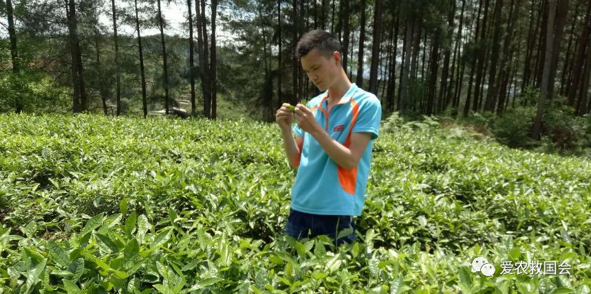 富硒茶的包装