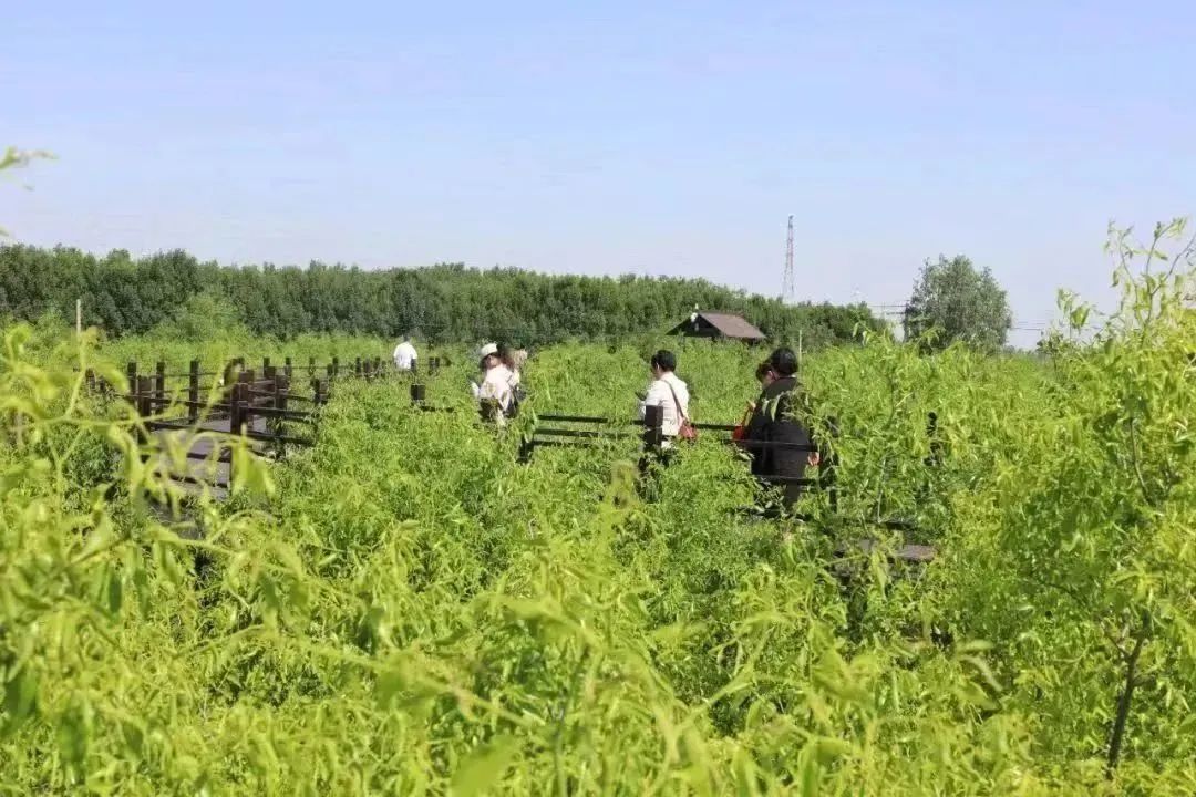 富硒骨人参茶