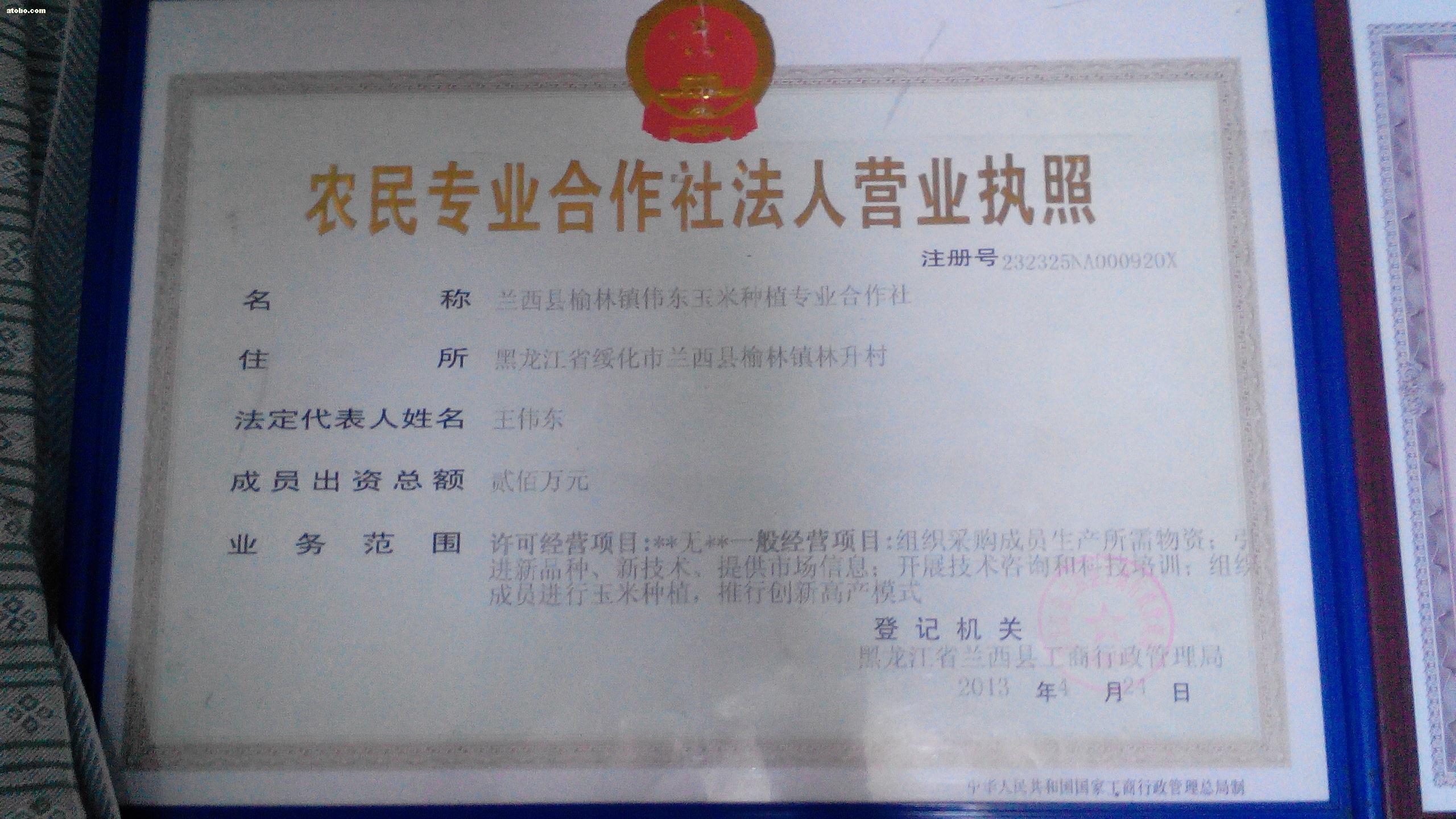 富硒构树叶茶