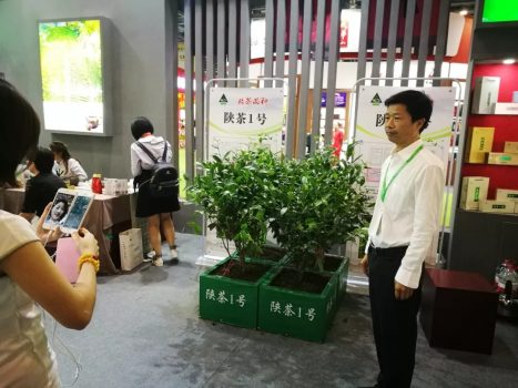 富硒茶伤胃吗