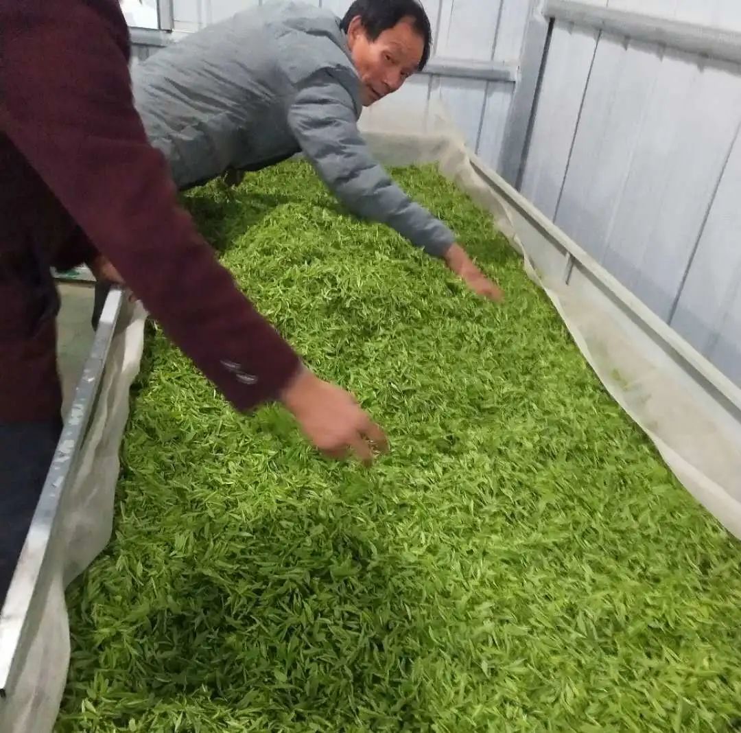 春意浓富硒茶