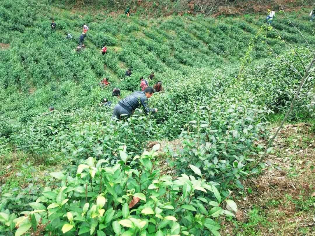 春意浓富硒茶