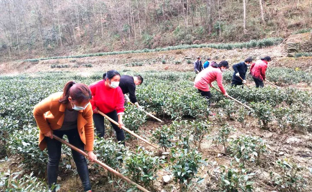春意浓富硒茶