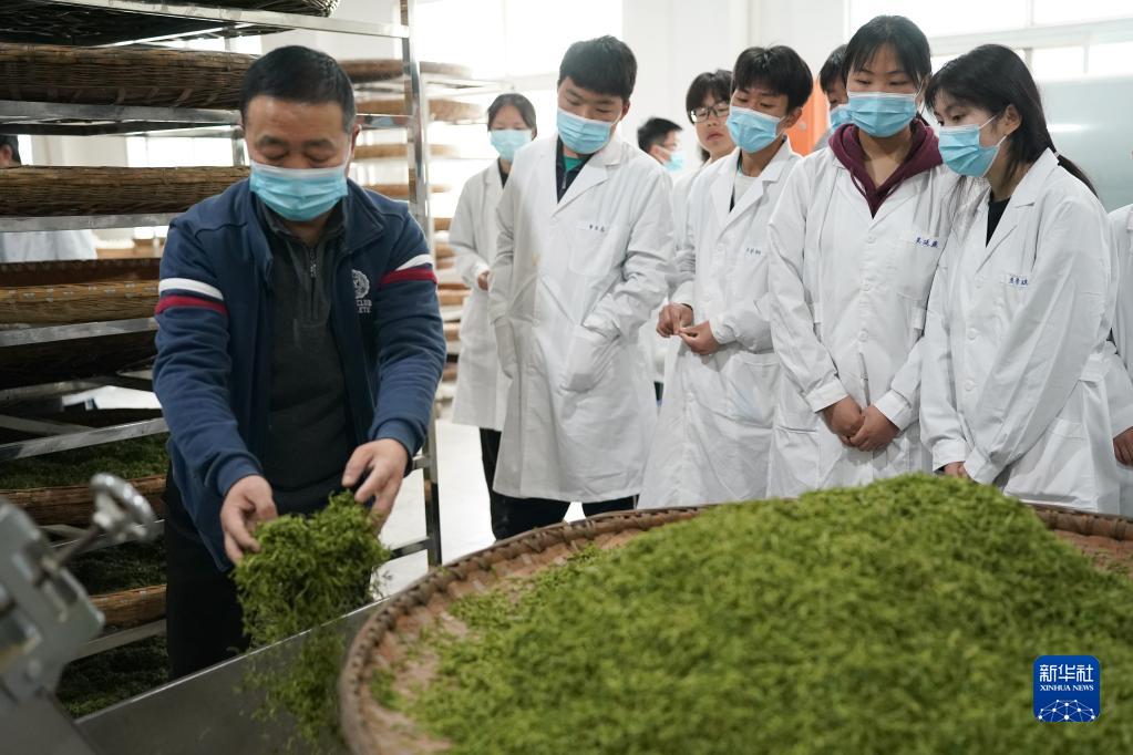 大河镇富硒茶