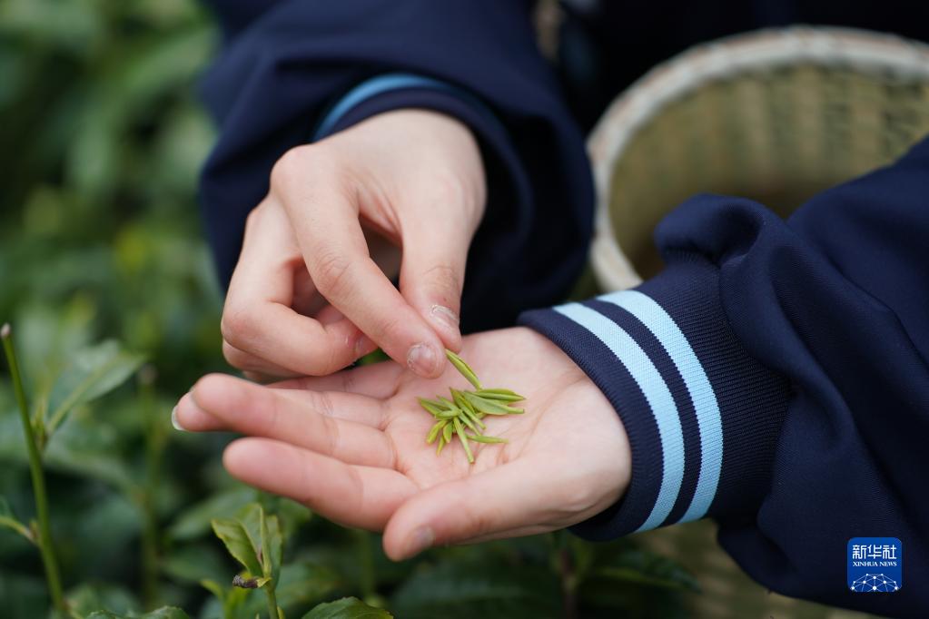 大河镇富硒茶
