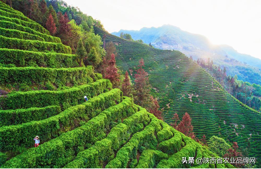富硒茶伤胃吗
