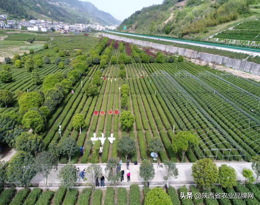 富硒茶伤胃吗
