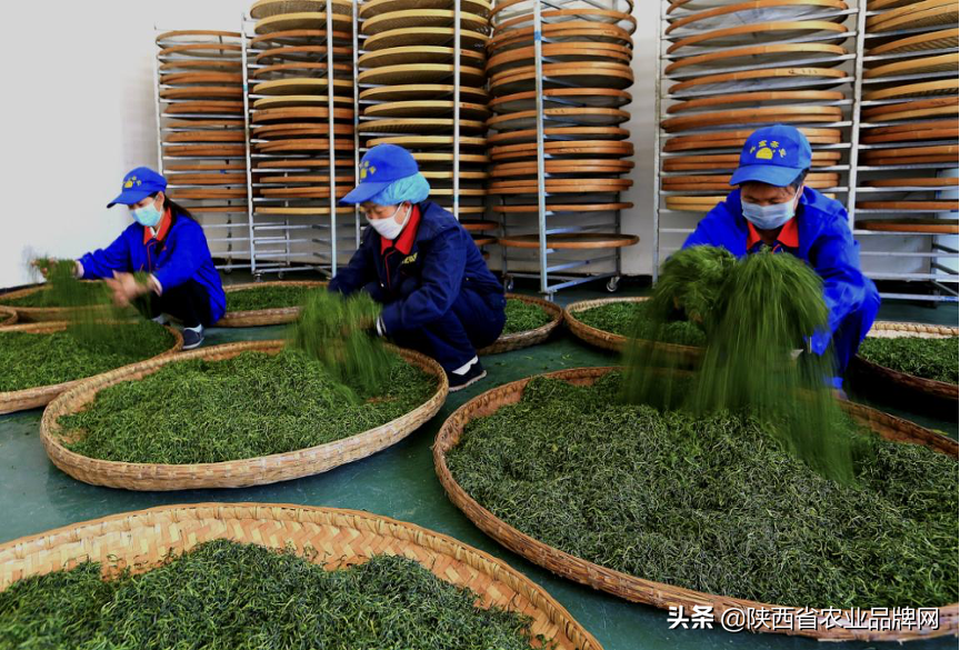 富硒茶伤胃吗