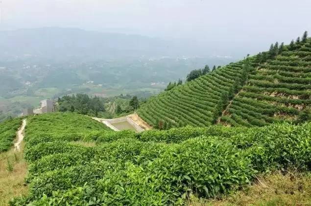 猫山富硒茶采
