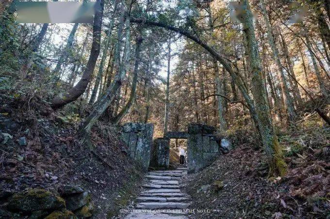 富硒茶仙寓山