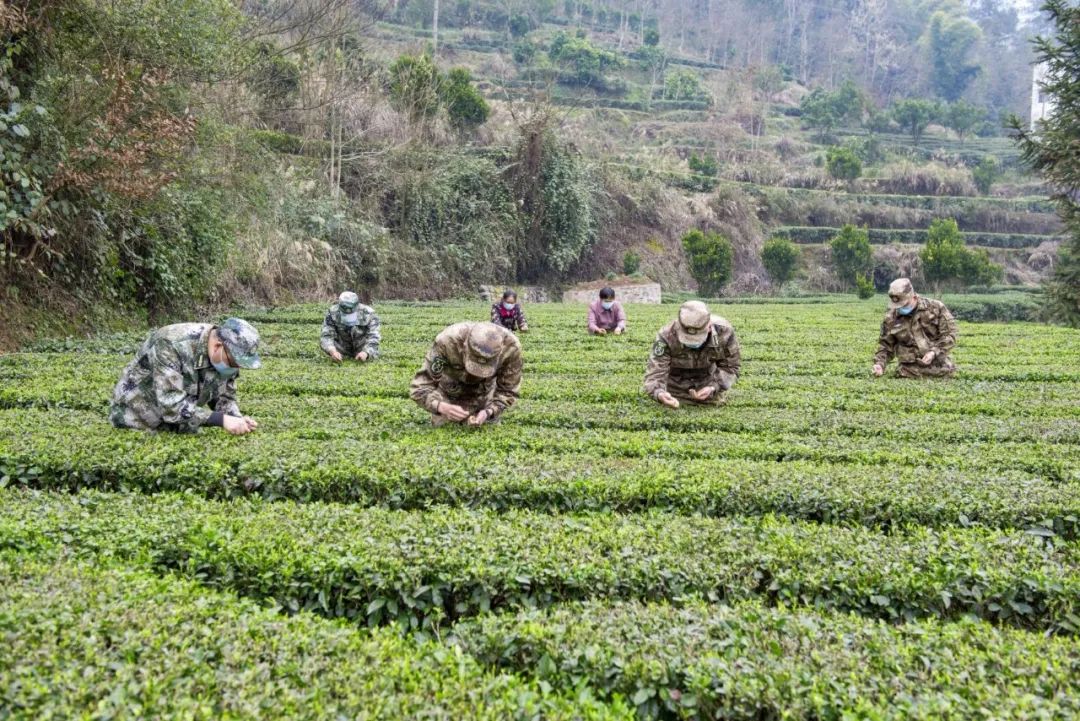 宣恩县富硒茶